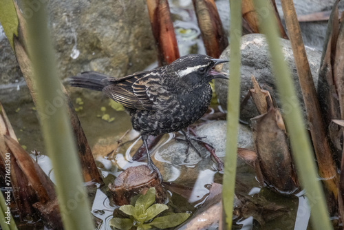 Bird with white spots perched on a branch