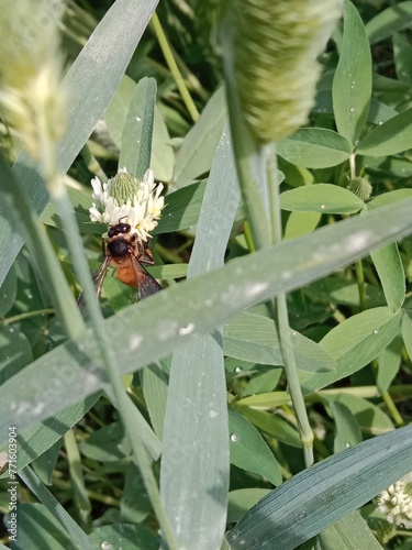 Honey Bee collect nectar or pollens from the trifolium alexandrinum flower Egyptian clover, berseem clover photo