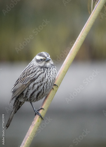 Bird with white spots perched on a branch