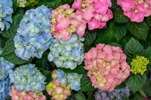 blue and pink hydrangeas photo