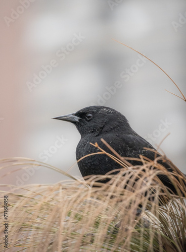 Black bird on a blurred background