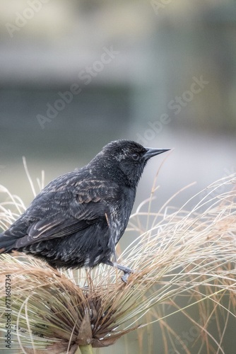 Black bird on a blurred background