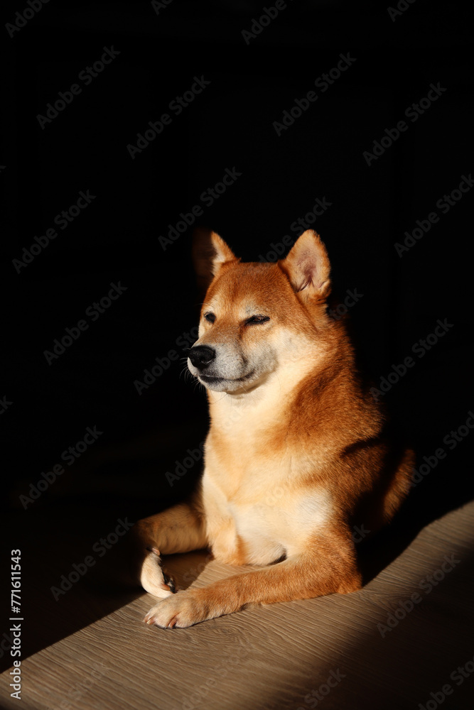 Shiba Inu dog. Shiba Inu lies and catches the sun's rays at home.