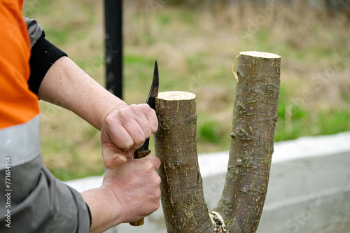 Gardener makes an incision. Spring grafting of trees. The farmer looks after the orchard photo