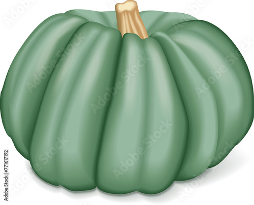 Blue pumpkin. Winter squash. Cucurbita maxima. Fruits and vegetables. Isolated vector illustration.
