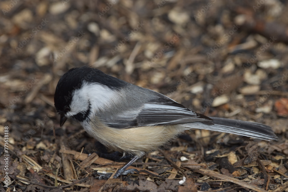 Obraz premium La Plaine 29 Mars 2024