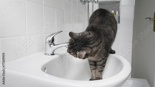 A cat is drinking water from the tap in the bathroom. Static shot of a grey cat on a sink drinking dripping tap water.