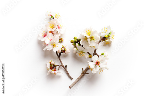 Photo of spring white almond blossom tree on white background. View from above photo