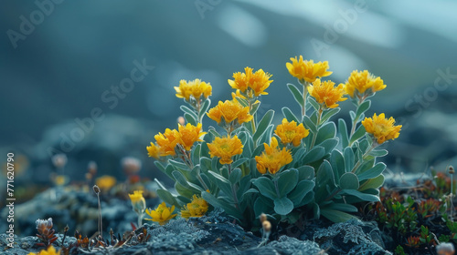 Rhodiola plants on a blurred Arctic tundra, golden root photo