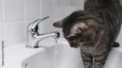 A cat is drinking water from the tap in the bathroom. Static shot of a grey cat on a sink drinking dripping tap water.