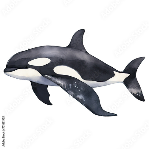 AI-generated watercolor Orca Whale clip art illustration. Isolated elements on a white background.