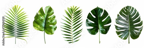 A collection of diverse leaves featuring various shapes, sizes, and colors neatly aligned in a row