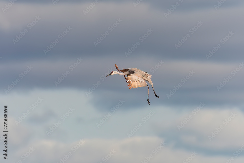 Fototapeta premium Sandhill crane (Antigone canadensis) in flight