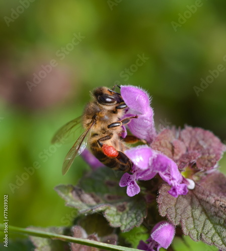 Pszczoła na fioletowym kwiatku © Gustaw