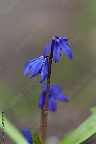 Niebieskie kwiaty © Gustaw