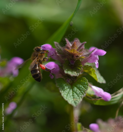Pszczoła i kwiaty © Gustaw