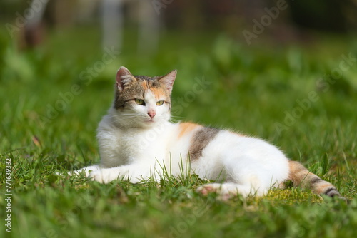 Kot w trawie © Gustaw