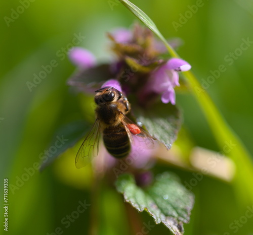 pszczoła na kwiatku © Gustaw
