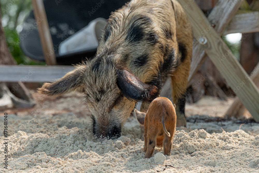 Pigs on the beach in Eleuthera, Bahamas Pigs on the beach in Eleuthera, Bahamas
