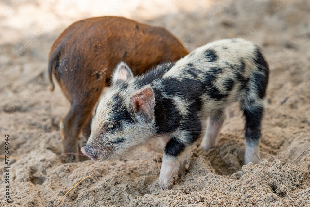 Pigs on the beach in Eleuthera, Bahamas Pigs on the beach in Eleuthera, Bahamas