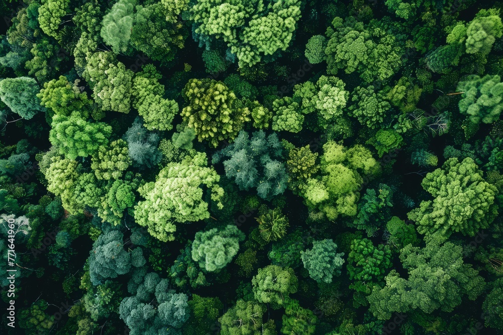Aerial perspective of a thick forest with an abundance of trees creating a lush green canopy