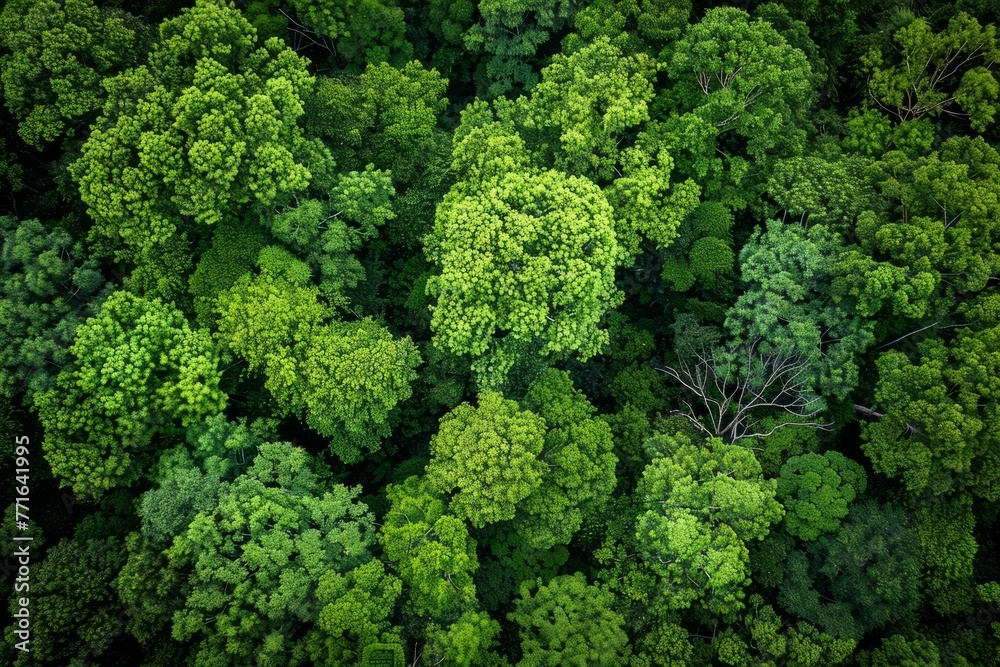 Aerial perspective of a dense forest with an abundance of trees creating a lush green canopy covering the landscape - obrazy, fototapety, plakaty 