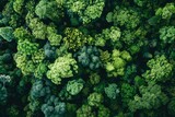 Aerial perspective of a thick forest with an abundance of trees creating a lush green canopy