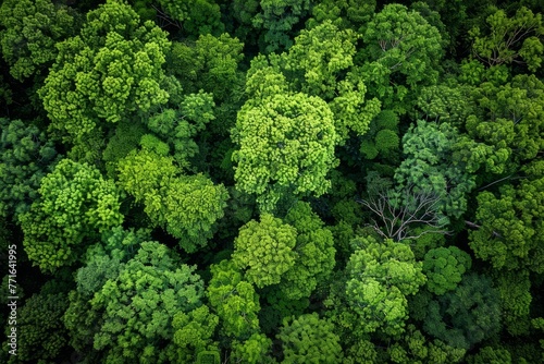 Aerial perspective of a dense forest with an abundance of trees creating a lush green canopy covering the landscape © Ilia Nesolenyi