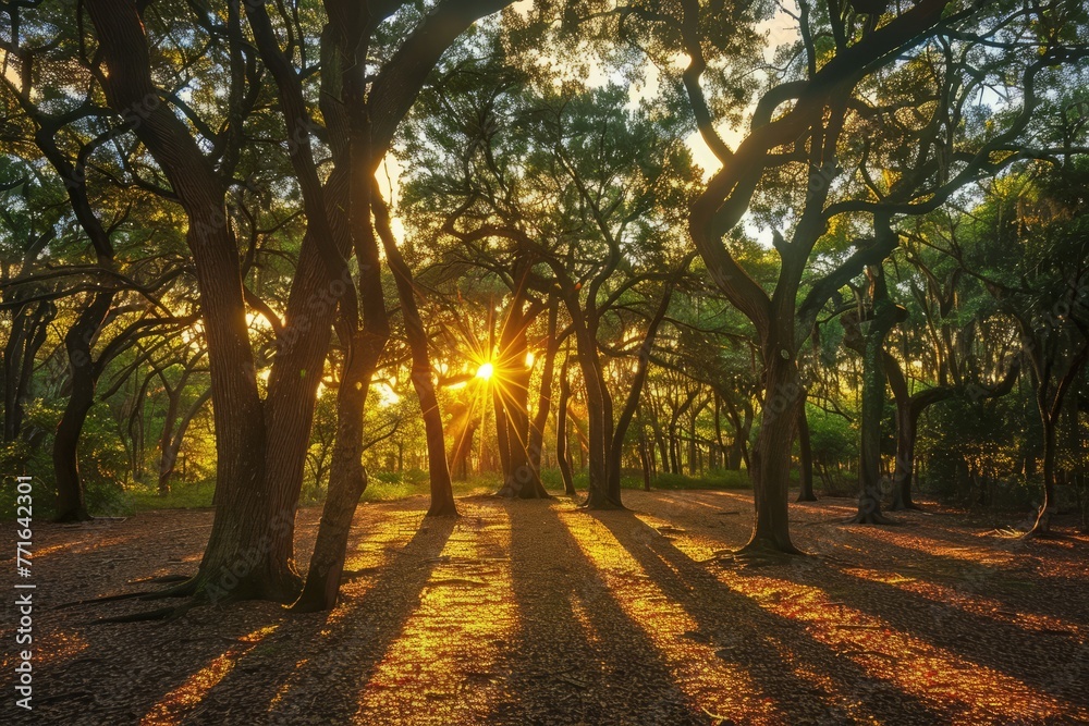 The sun shines through the dense tree canopy in a forest, casting warm golden light on the leaves and ground