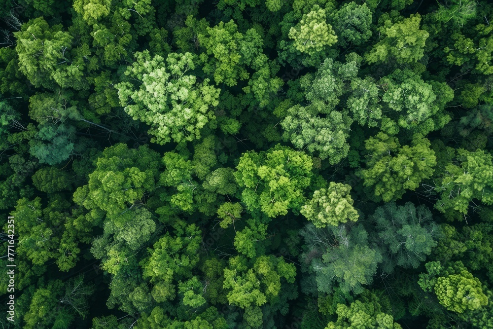 A view from above reveals a dense forest filled with numerous trees creating a lush canopy
