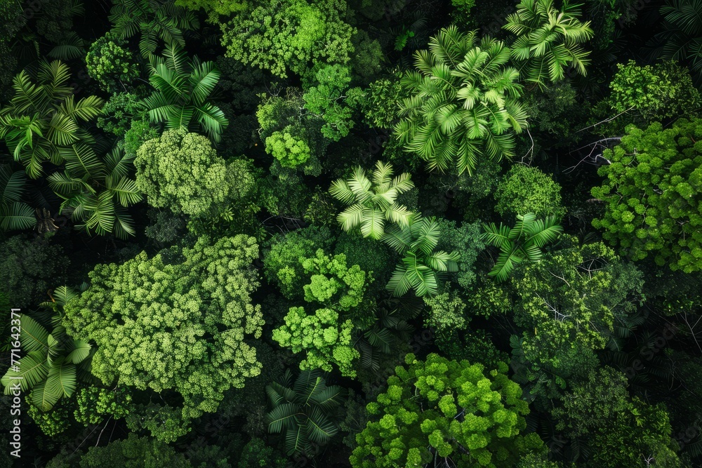 An aerial view showcasing dense forest canopy with numerous trees creating a vibrant green landscape