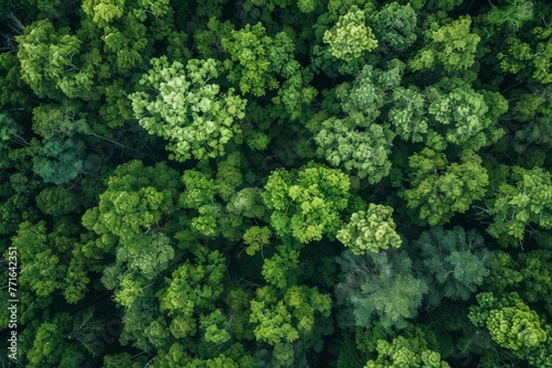 A view from above reveals a dense forest filled with numerous trees creating a lush canopy