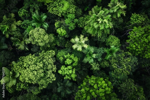 An aerial view showcasing dense forest canopy with numerous trees creating a vibrant green landscape