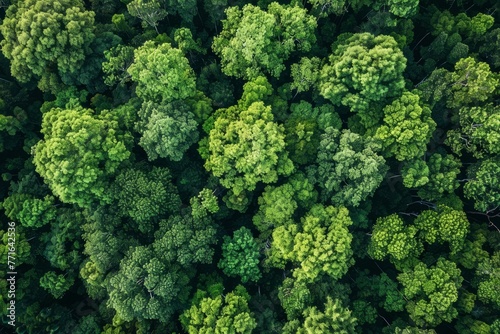 A high-angle drone shot capturing a dense group of trees tightly clustered in the middle of a forest