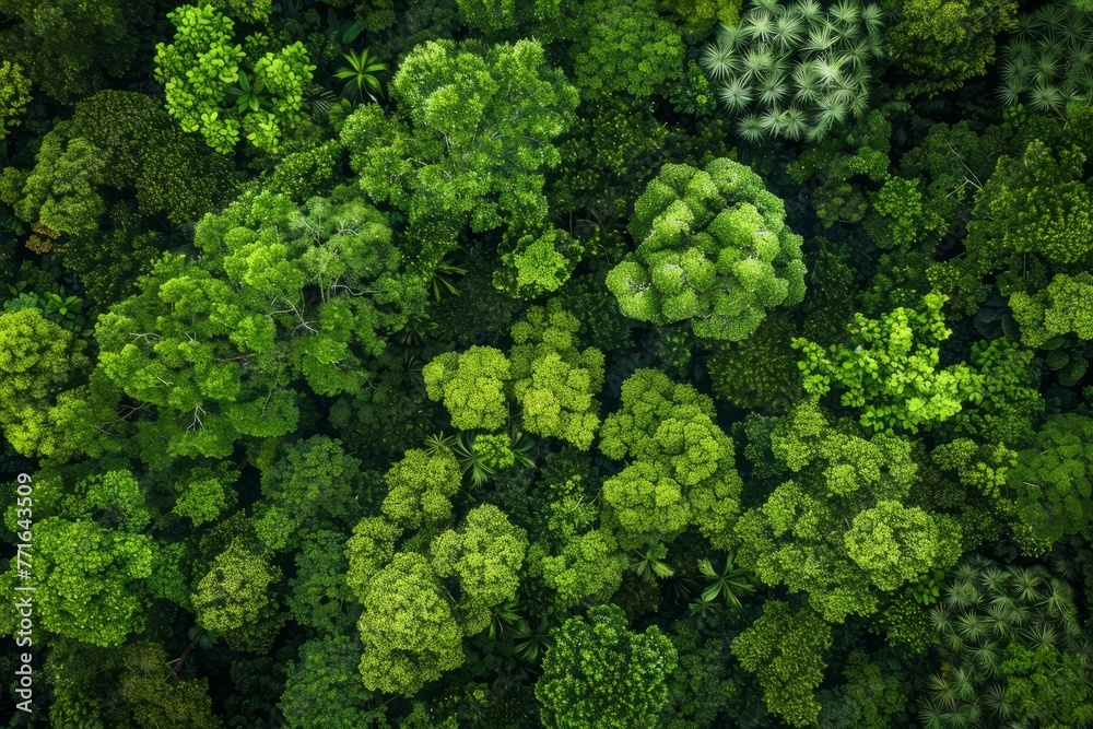 A view of multiple trees in a dense forest, creating a thick green canopy