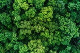 A wide-angle aerial view of a dense forest filled with lush green trees
