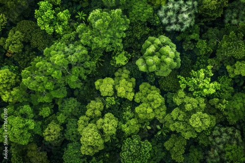 A view of multiple trees in a dense forest, creating a thick green canopy © Ilia Nesolenyi