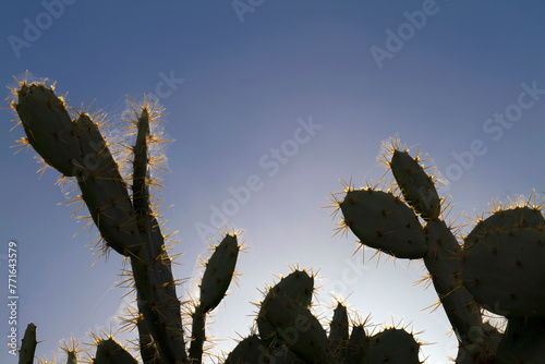 Piccole pale di fichid'india controluce photo