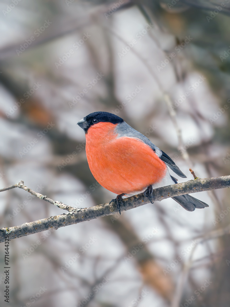 Male of a bullfinch is perched on the branch Male of a bullfinch is perched on the branch