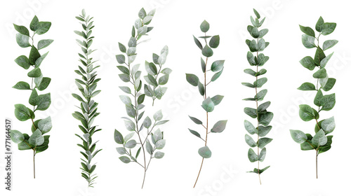 Eucalyptus Branch Digital Art 3D Rendering: Top View Flat Lay Isolated on Transparent Background. Botanical Design Element for Natural, Organic, and Eco-Friendly Themes.