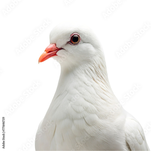 White Pigeon isolated on transparent background © Im
