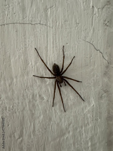 big spider on the wall of a building