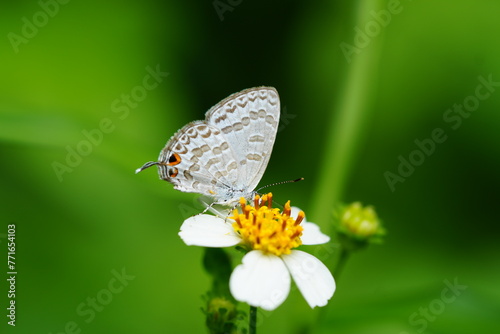 The beautiful little butterfly called The Plains Cupid or cycad blue, is a species of lycaenid butterfly found in South Asia, Java, Sumatra and the Philippines.  photo