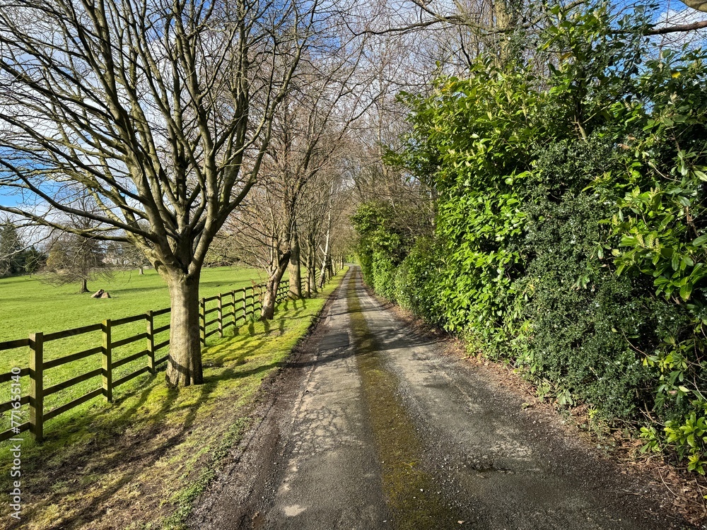 A slender country road, bordered by a wooden fence, with a thick green hedge, and shadows from leafless trees in, Gomersal, Yorkshire, UK A slender country road, bordered by a wooden fence, with a thick green hedge, and shadows from leafless trees in, Gomersal, Yorkshire, UK