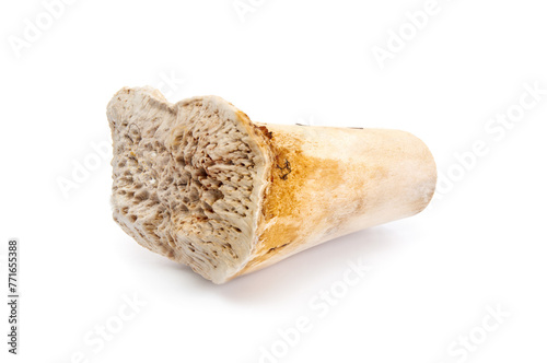  Beef bone close up  isolated on a white background
