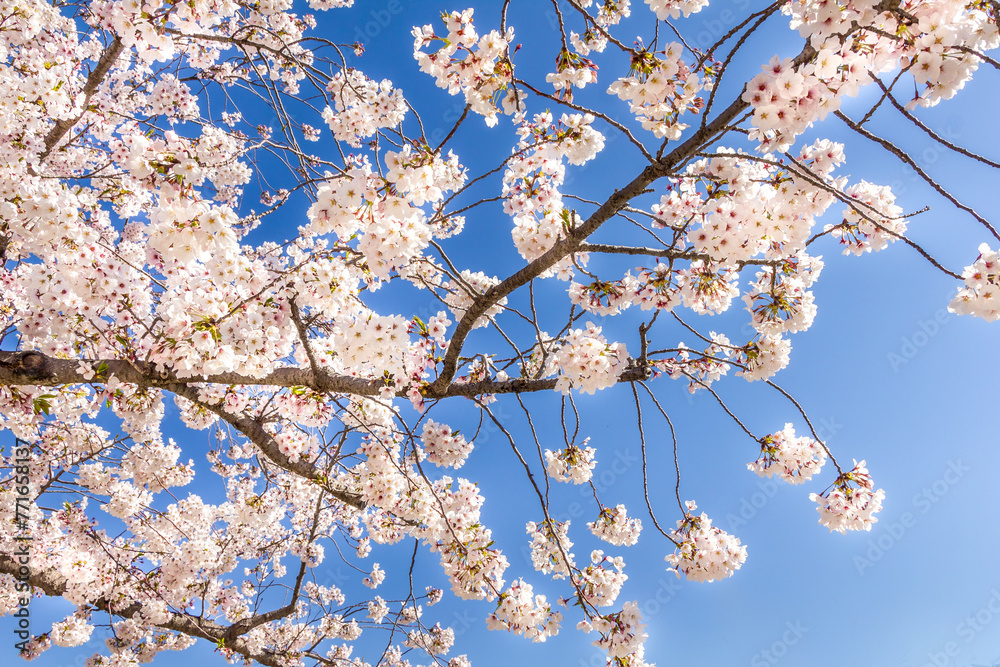 Cherry blossom during the spring