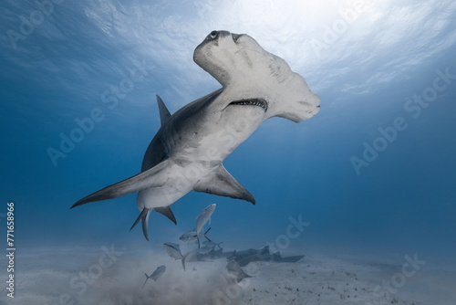 Great hammerhead shark in blue tropical waters. photo