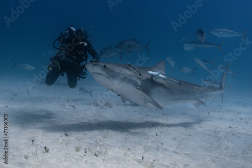 Tiger shark and a diver in blue tropical waters.