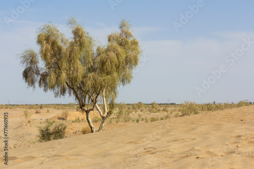 sand spring steppe. trees in dunes on blue sky background representing climate change, global warming and deforestation.