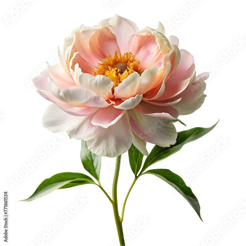peony flowers clip art vintage style white background © msroster